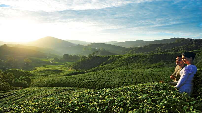 Cameron Highlands 1 Day Tour from Kuala Lumpur - Who should take this Cameron Highlands day trip?