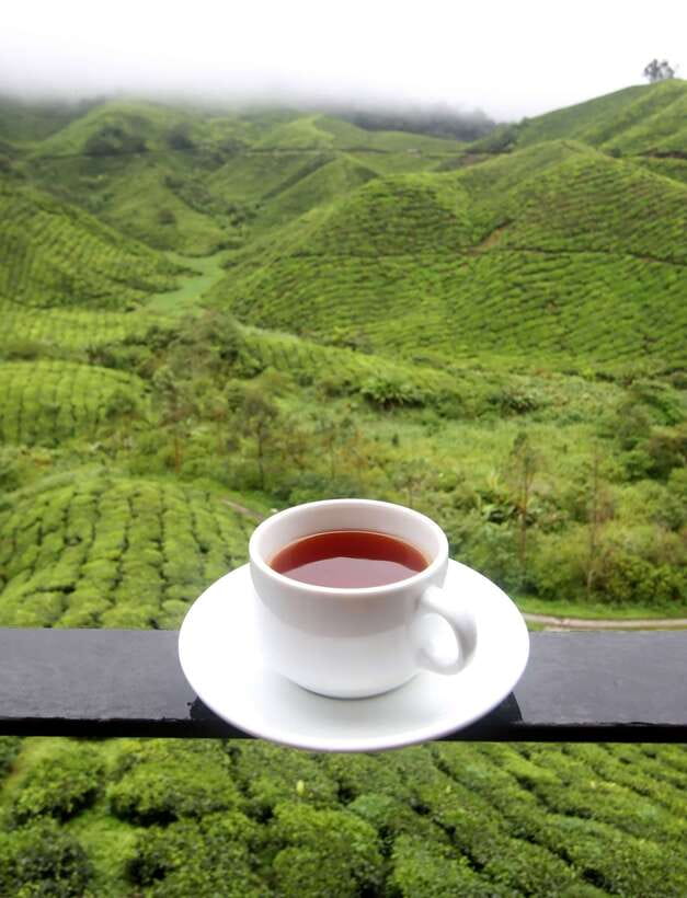 Cameron Highlands 1 Day Tour from Kuala Lumpur - Strawberry farms and the commercial side of Cameron Highlands