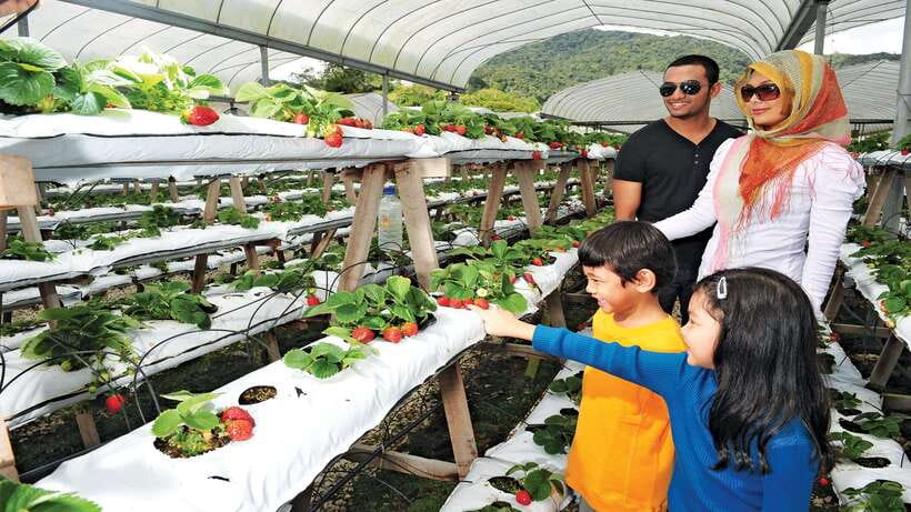 Cameron Highlands 1 Day Tour from Kuala Lumpur - What your driver-guide adds to the experience