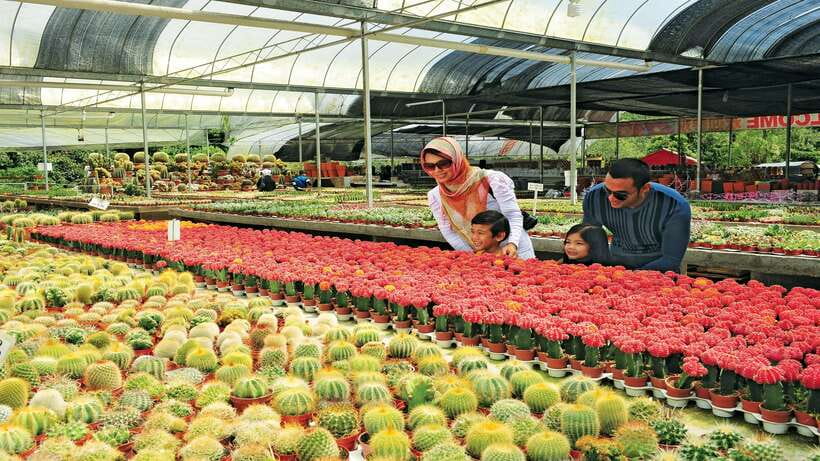 Cameron Highlands 1 Day Tour from Kuala Lumpur - Is $173 per person fair value?