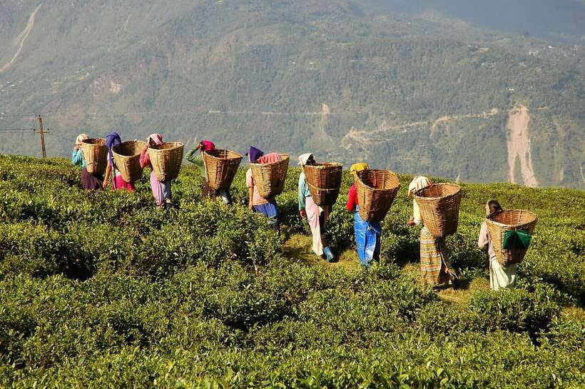 Cameron Highlands 1 Day Tour from Kuala Lumpur - Bharat tea plantation and the question of which farm you will see