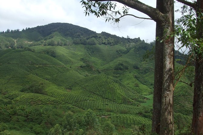 Cameron Highlands Amazing Day Trip Tour with Local Lunch - Roses at the Rose Centre