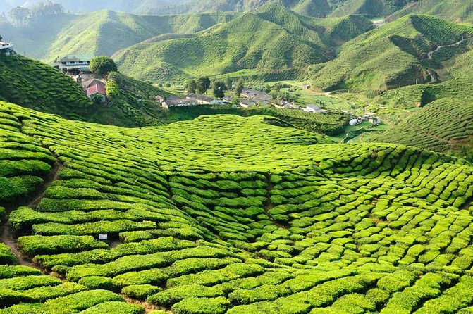 Cameron Highlands Day Trip From Kuala Lumpur - Key points at a glance