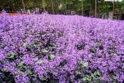 Cameron Highlands Full-Day Tour from Ipoh with Lunch