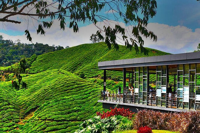 Cameron Highlands Full-Day Tour from Ipoh with Lunch - Lunch at Golfer’s Cafe in Brinchang