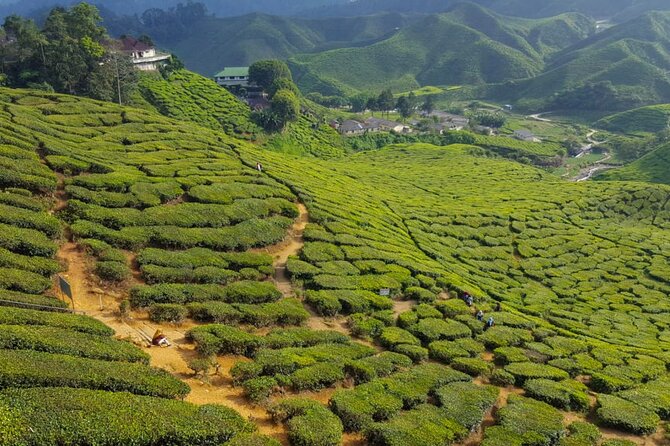 Cameron Highlands Full-Day Tour from Ipoh with Lunch - Lata Iskandar and the ride back