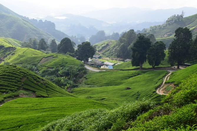 Cameron Highlands, Garden of Nature Full Day Private Guided Tour - Why Cameron Highlands makes a good city escape
