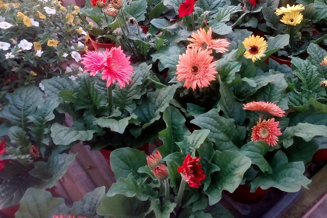 Cameron Highlands, Garden of Nature Full Day Private Guided Tour - A village stop with a hands-on detail