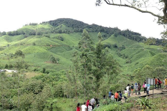 Cameron Highlands, Garden of Nature Full Day Private Guided Tour - Steamboat lunch at the mountain resort