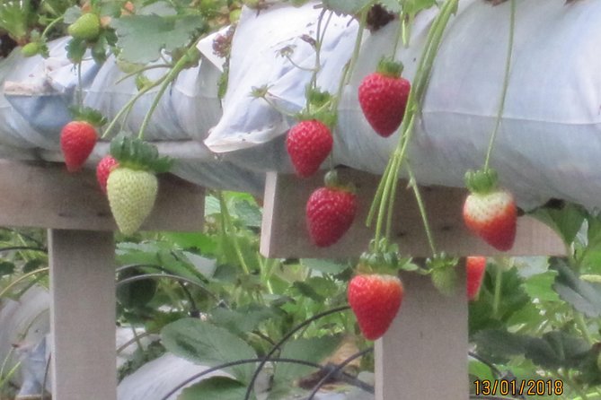 Cameron Highlands, Garden of Nature Full Day Private Guided Tour - What the $166.48 price really buys