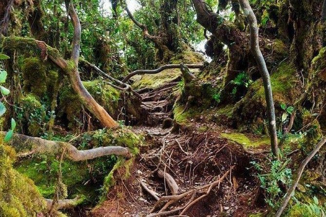 Cameron Highlands: Nature's Wonder Amazing Rafflesia Explorer - Meeting an Orang Asli community in the highlands