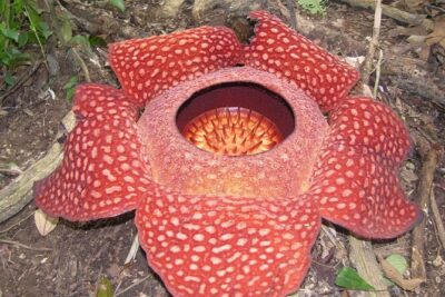 Nature’s Wonder Amazing Rafflesia Explorer