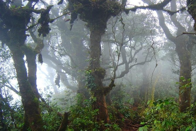 Cameron Highlands: Nature's Wonder Amazing Rafflesia Explorer - The pace, transport, and physical demands