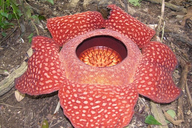 Cameron Highlands: Nature's Wonder Amazing Rafflesia Explorer - Tea country at Sungai Palas and the other estates