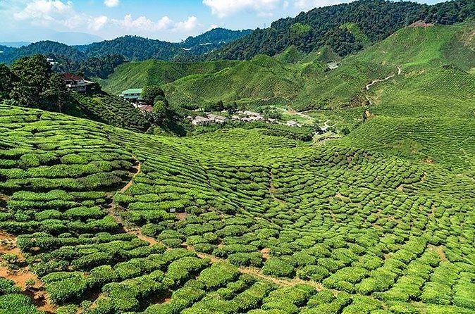 Cameron Highlands One Day Trip from Kuala Lumpur Privately Organised - Physical effort and the pace of the day