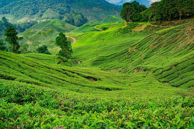 Cameron Highlands One Day Trip from Kuala Lumpur Privately Organised - Lata Iskandar waterfall and roadside fruit