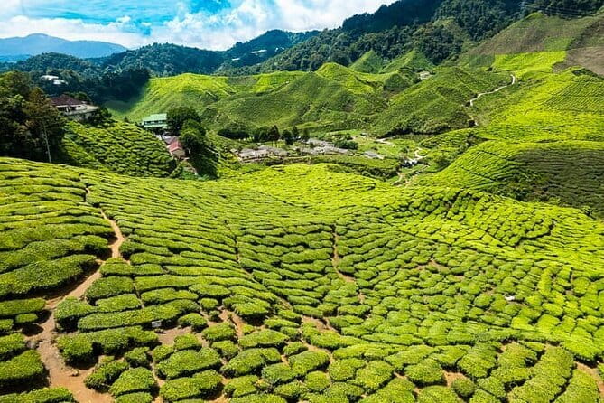 Cameron Highlands Private Day Tour from Ipoh, Package B - Mossy Forest, the day’s biggest extra cost