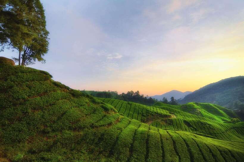 Cameron Highlands Private Day Tour from Kuala Lumpur - Key points at a glance