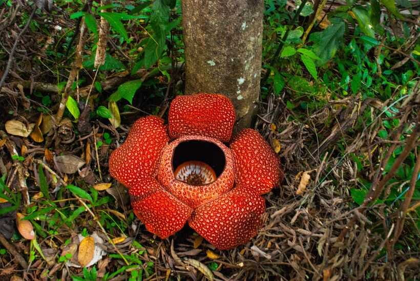 Cameron Highlands Private Day Tour from Kuala Lumpur - Cactus Valley or Lavender Garden