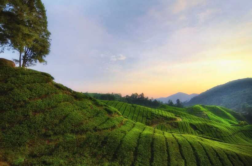 Cameron Highlands Private Day Tour from Kuala Lumpur - Kea Farm Market adds a local stop