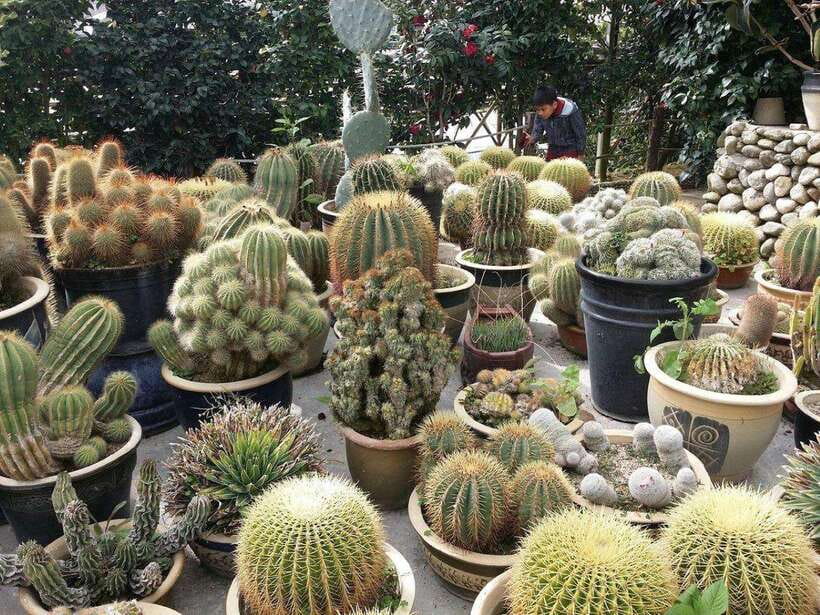 Cameron Highlands Private Day Trip - Why Cameron Highlands works as a day trip from Kuala Lumpur