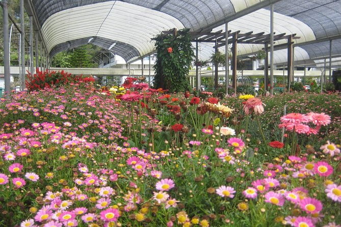 Cameron Highlands Sightseing Tour - Why this short Cameron Highlands tour works