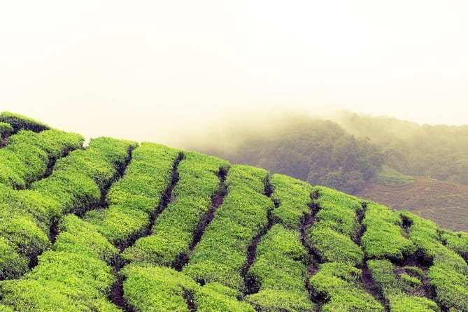 Cameron Highlands Sightseing Tour - The tea estate is the main event