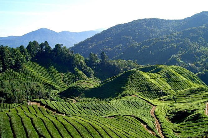 Cameron Highlands Sightseing Tour - Strawberry country and the free farm visit