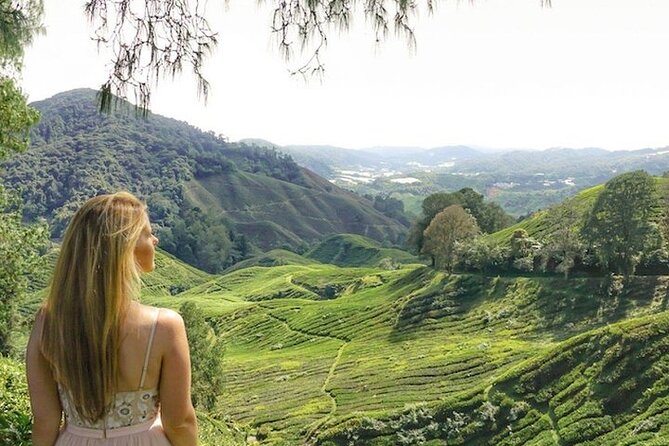 Cameron Highlands Tour from Kuala Lumpur - Butterflies, insects, and a short indoor-style stop