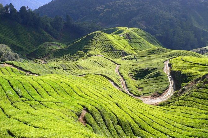 Cameron Highlands Tour from Kuala Lumpur - Strawberry picking is hands-on, but keep expectations modest