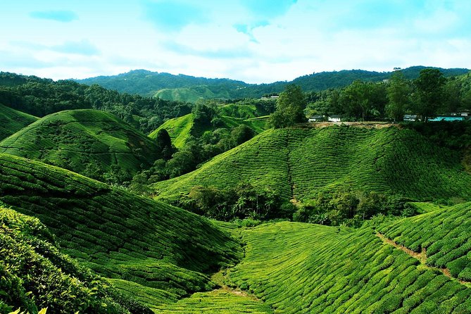 Cameron Highlands Tour from Kuala Lumpur - Kea Farm Market is where the highlands feel most local