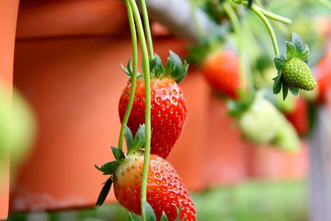 Cameron Highlands Tour from Kuala Lumpur - Lunch depends on the booking type