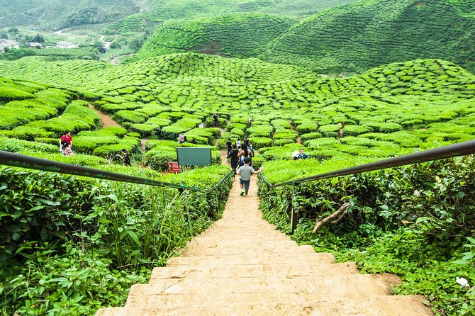 Cameron Highlands Tour on Private Basis - Strawberry farms and local produce