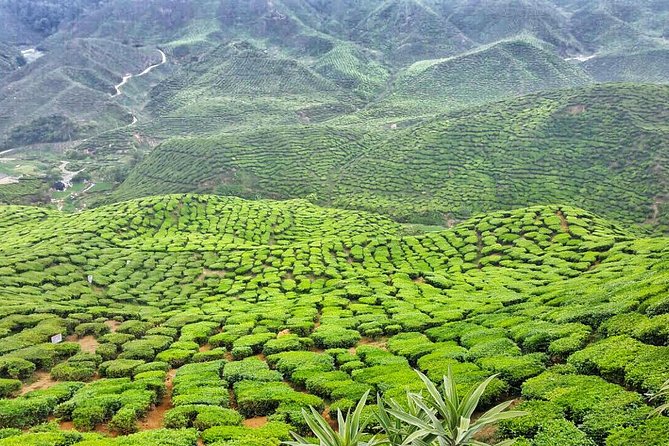 Cameron Highlands with Lunch Guided Day Tour (SIC/Shared Tour) - A very long day from Kuala Lumpur