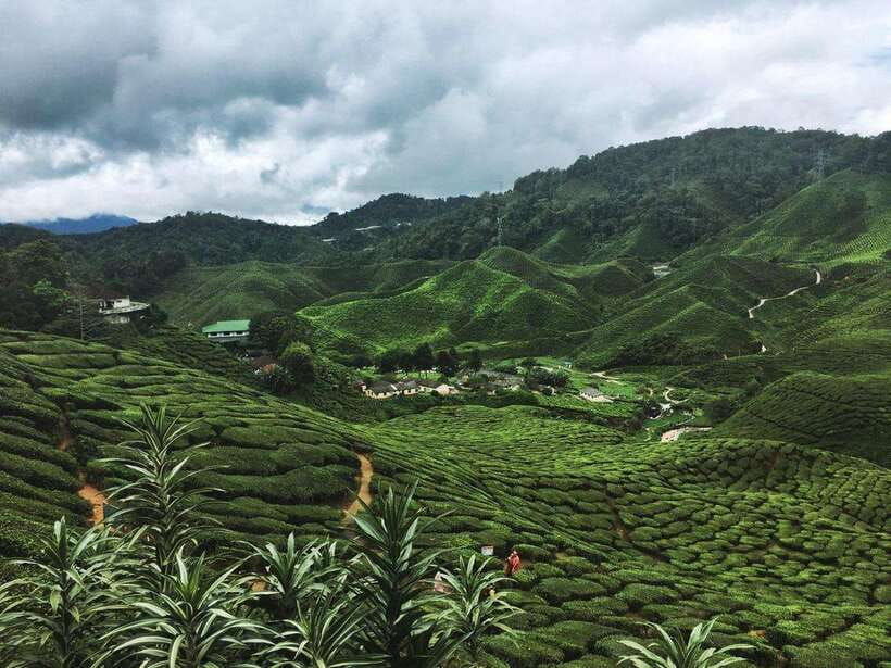 Cameroon Highland : Best nature in highland - Key points to know before booking