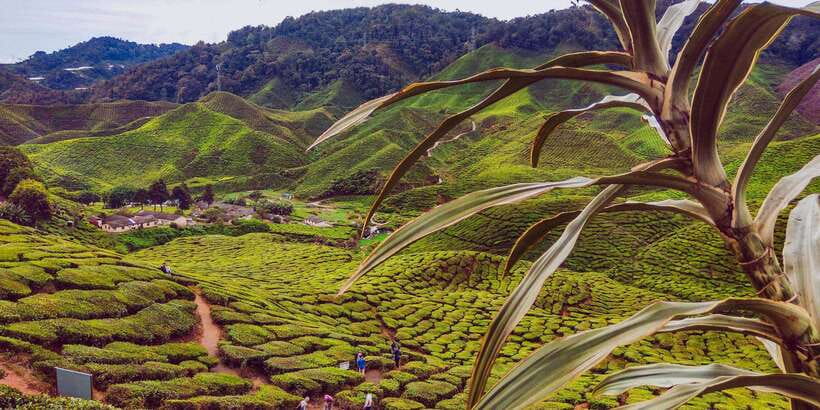 Cameroon Highland : Best nature in highland - The early drive from Kuala Lumpur