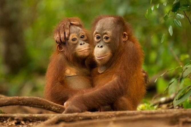 Day Trip Sepilok Orang-utan And City Tour (Flight Excluded) - Key points at a glance