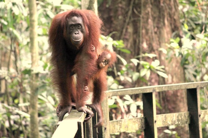 Day Trip Sepilok Orang-utan And City Tour (Flight Excluded) - Puh Jih Syh Temple and Sandakan’s wider story