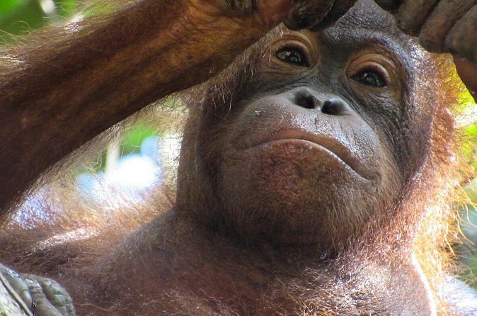 Day Trip Sepilok Orang-utan And City Tour (Flight Excluded) - What the guides add to the experience