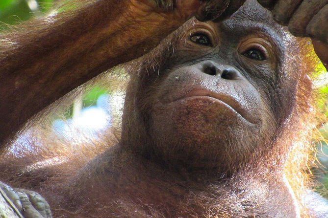 Day Trip Sepilok Orang-utan And City Tour (Flight Excluded) - The early start and flight question