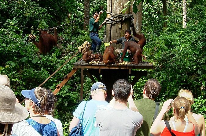 Day Trip Sepilok Orang-utan And City Tour (Flight Excluded) - What $118.80 buys you