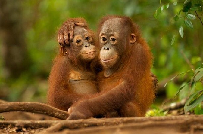 Day Trip Sepilok Orang-utan And City Tour (Flight Excluded) - Who should book this day trip?