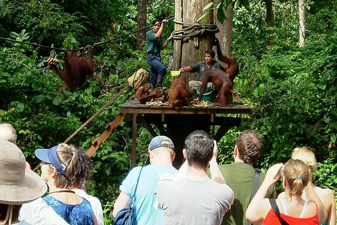 Day Trip Sepilok Orang-utan And City Tour (Flight Excluded) - The feeding platform requires realistic expectations
