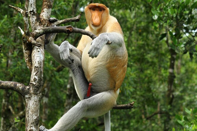 Day Trip Sepilok Orang Utan & Proboscis Monkey (Flight Excluded) - Key points to know before you book