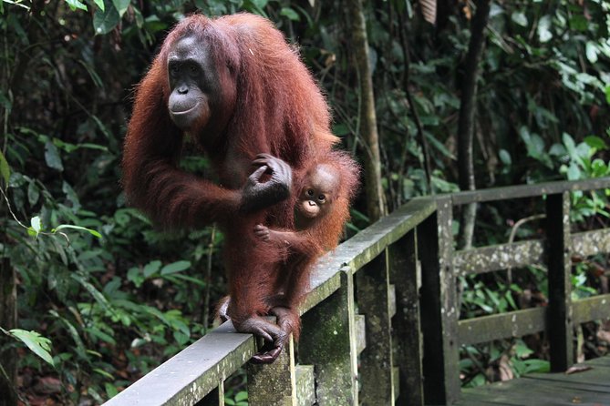 Day Trip Sepilok Orang Utan & Proboscis Monkey (Flight Excluded) - Three Borneo animals packed into one demanding day
