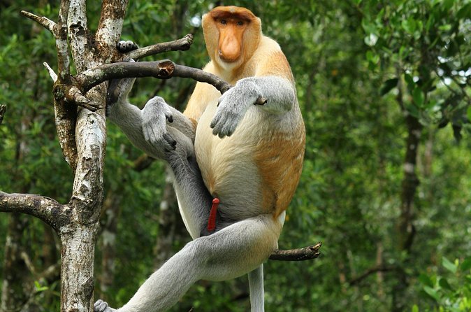 Day Trip Sepilok Orang Utan & Proboscis Monkey (Flight Excluded) - Lunch, transfers, and what the price really covers