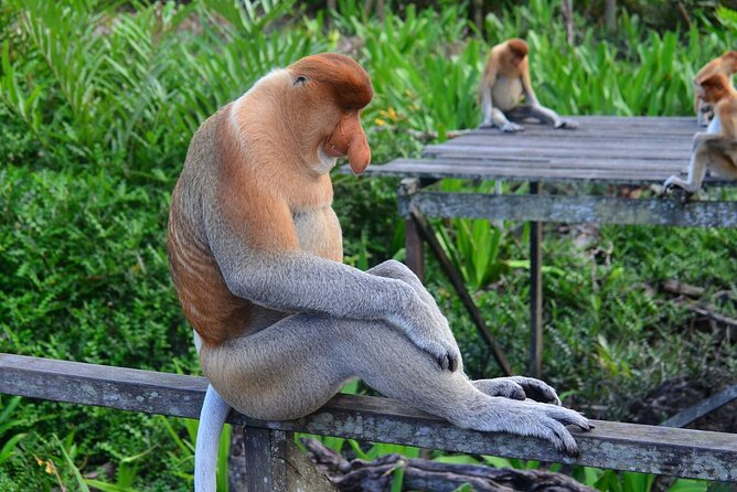 Day Trip Sepilok Orang Utan & Proboscis Monkey (Flight Excluded) - Who will enjoy this day most