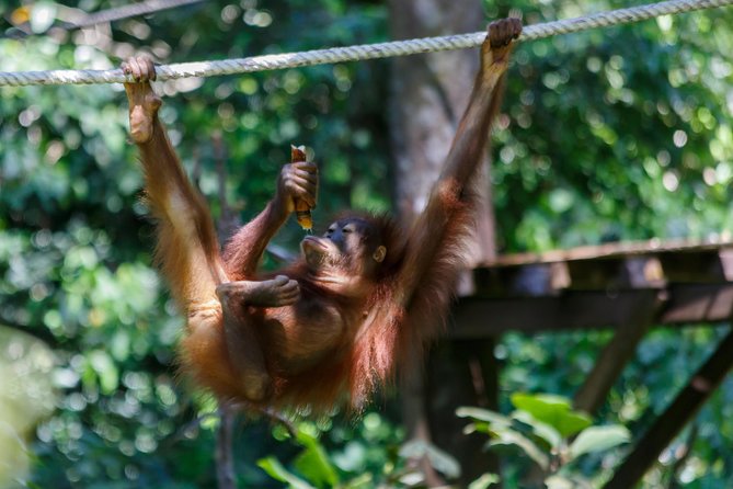 Day Trip Sepilok Orang Utan & Proboscis Monkey (Flight Excluded) - The 4:30 a.m. start and the flight question