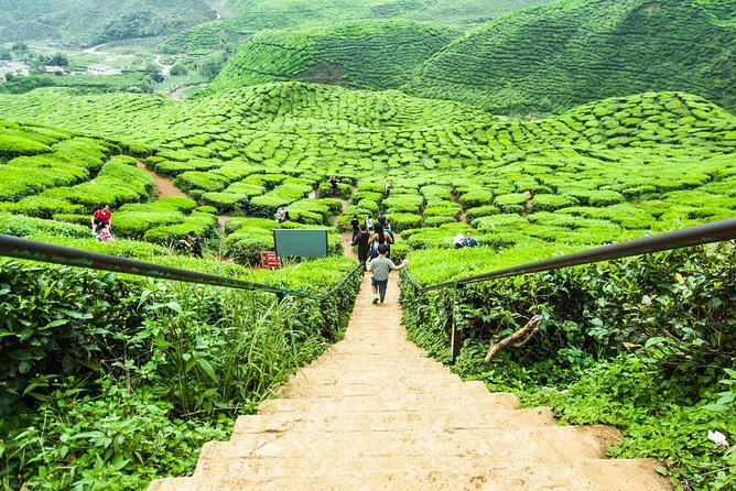 Day Trip to Cameron Highlands: Nature Escape from Kuala Lumpur - Is $117.66 good value?