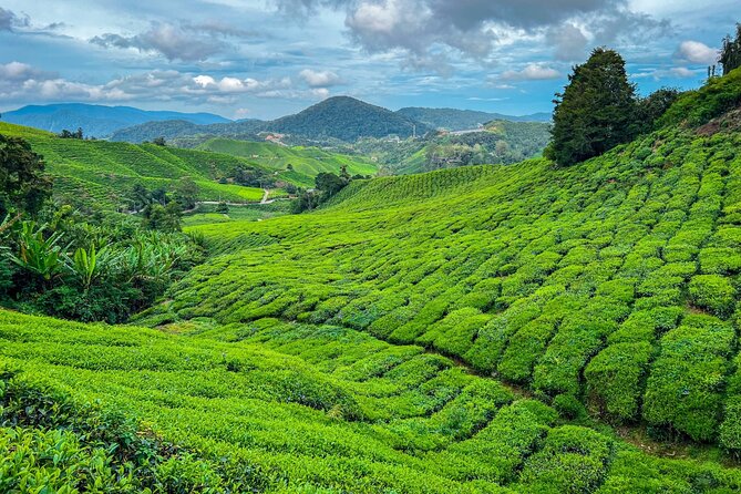 Elevate Your Senses: A Day of Wonders in Cameron Highlands! - A cool-weather escape from Kuala Lumpur